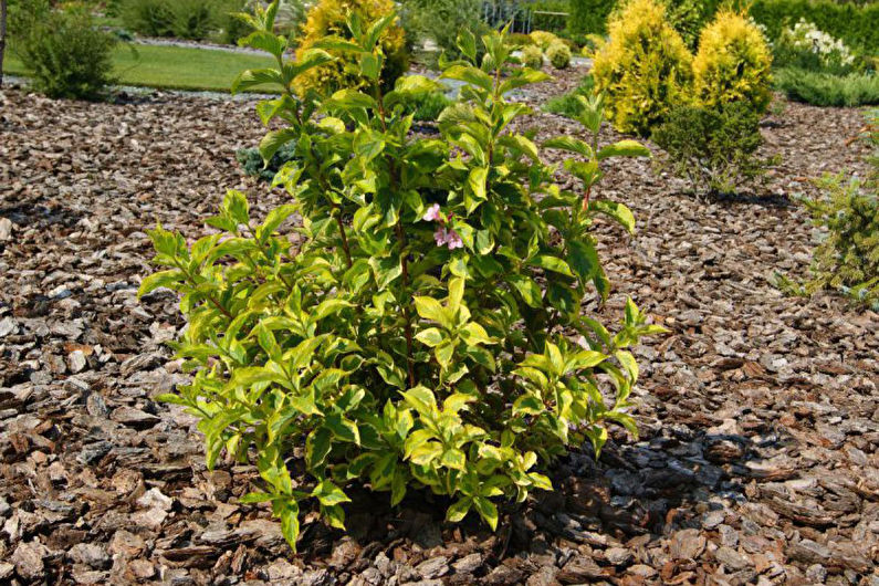 Weigela Care - Fertilizers
