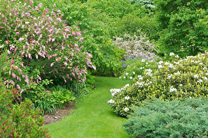 Weigela - photo