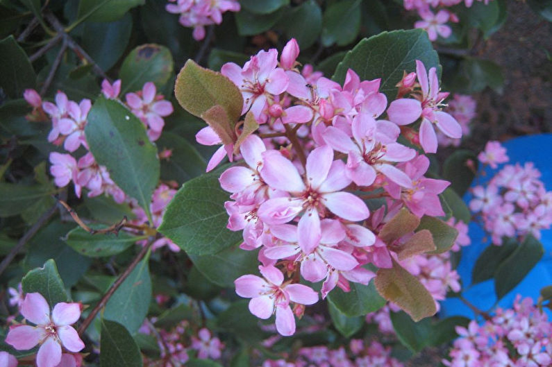 Weigela - photo