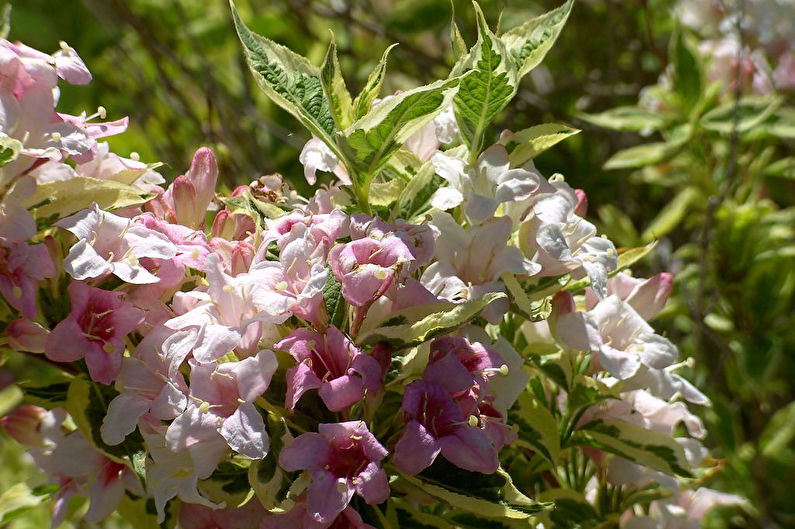 Weigela - photo