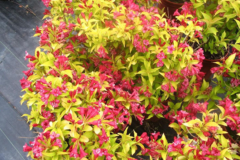 Weigela - photo