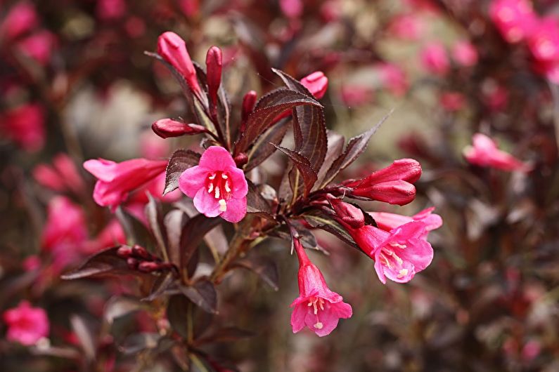 Weigela - photo