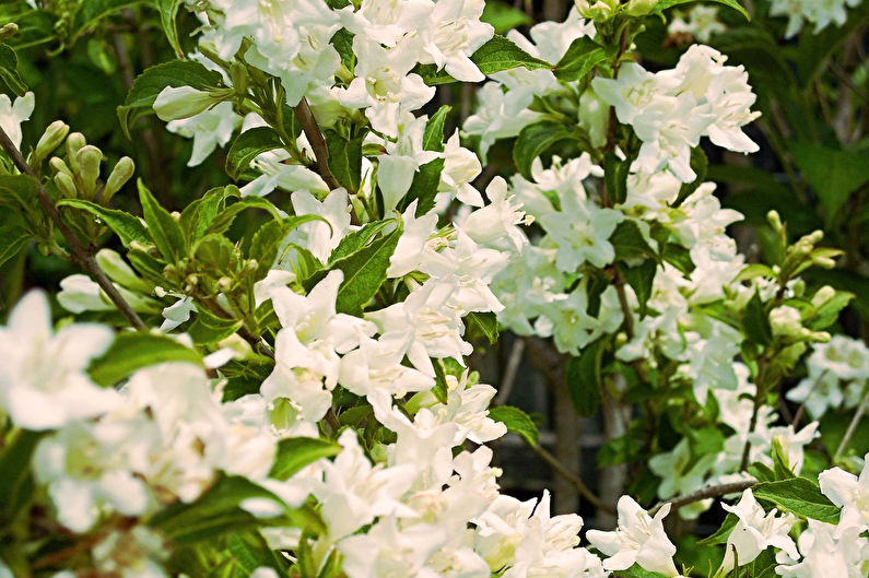 Weigela - photo