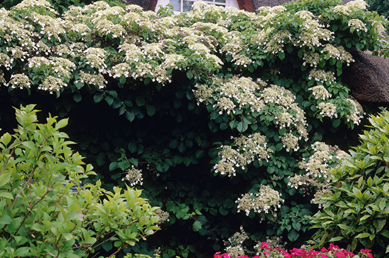 Petiole hydrangea