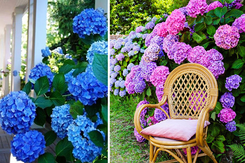 Petiole hydrangea