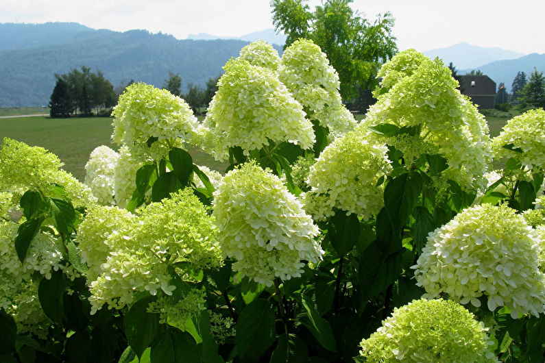 Panicle hydrangea