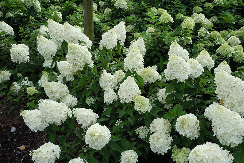 Panicle hydrangea