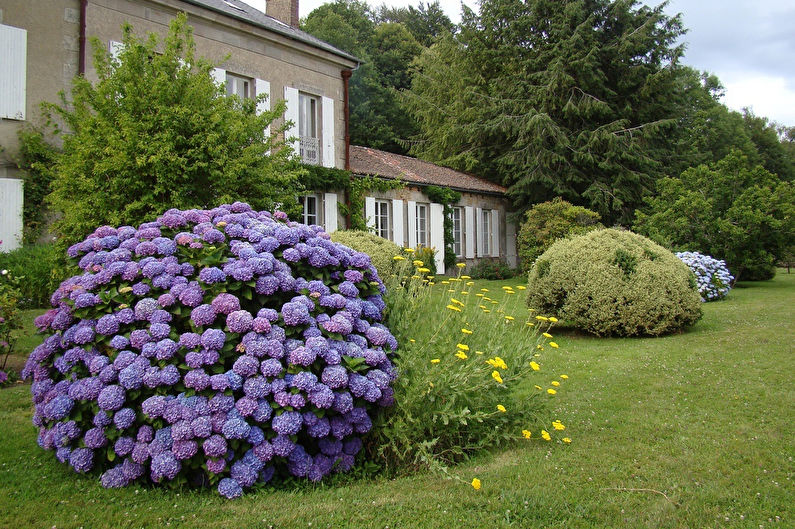 Leaf hydrangea