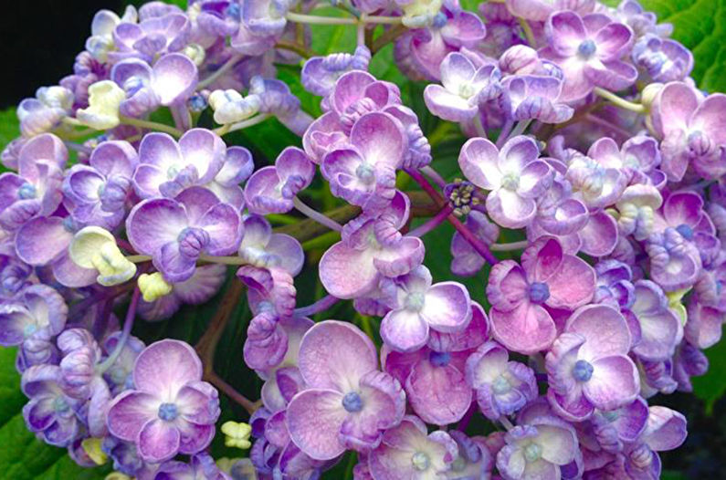 Leaf hydrangea