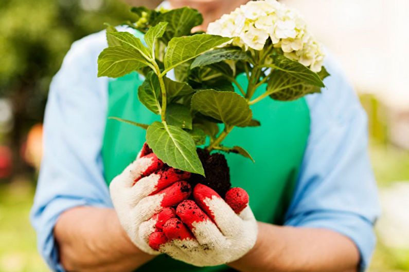 Hydrangea - Planting and Reproduction