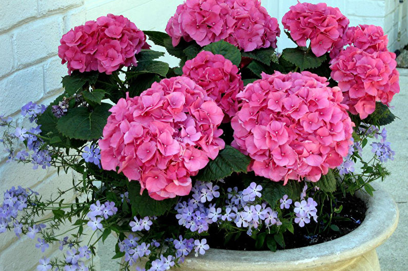 Hydrangea Care - Lighting