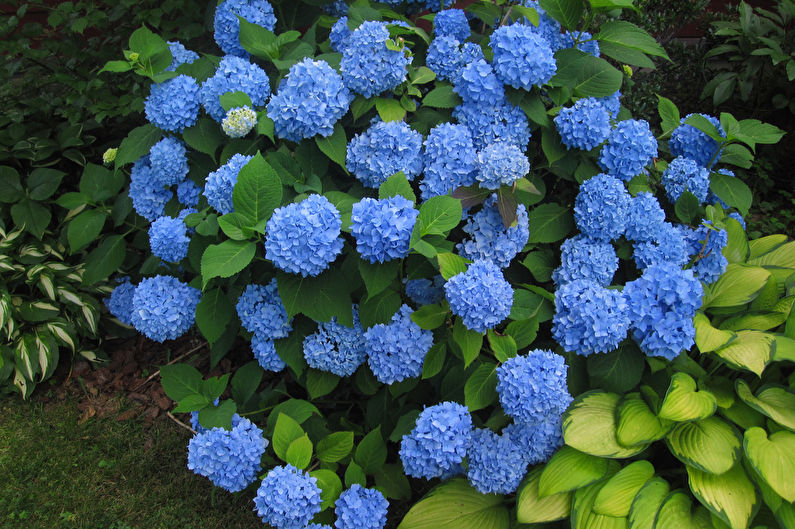 Hydrangea Care - Watering