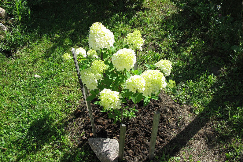 Hydrangea Care - Fertilizers