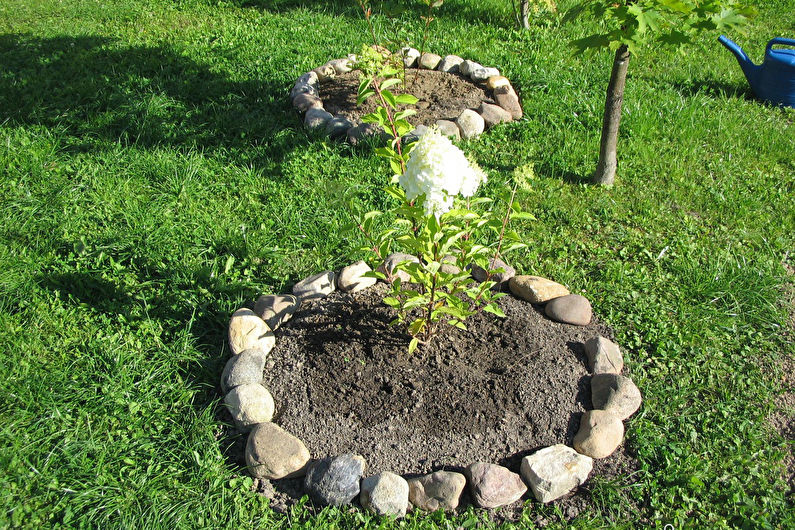Hydrangea Care - Fertilizers