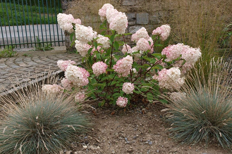 The effect of soil acidity on hydrangea coloration