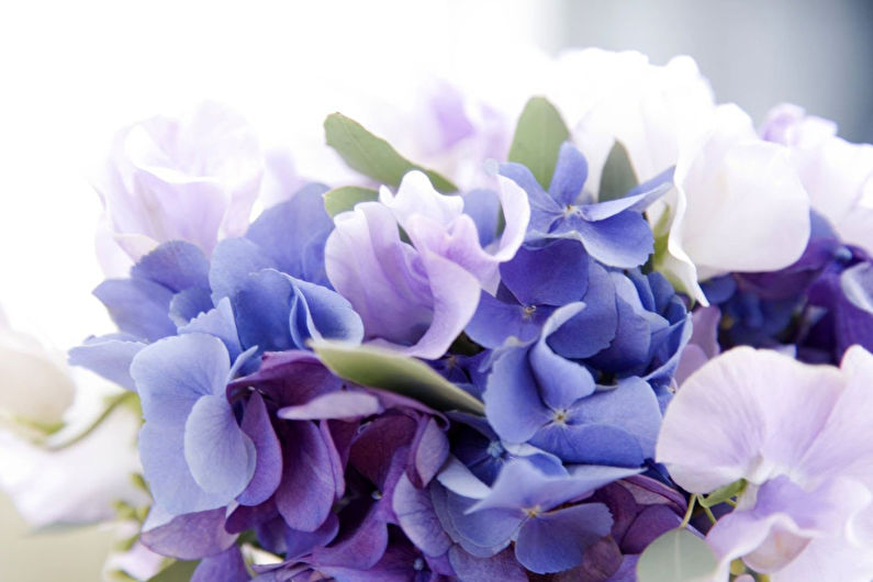 Hydrangea - photo