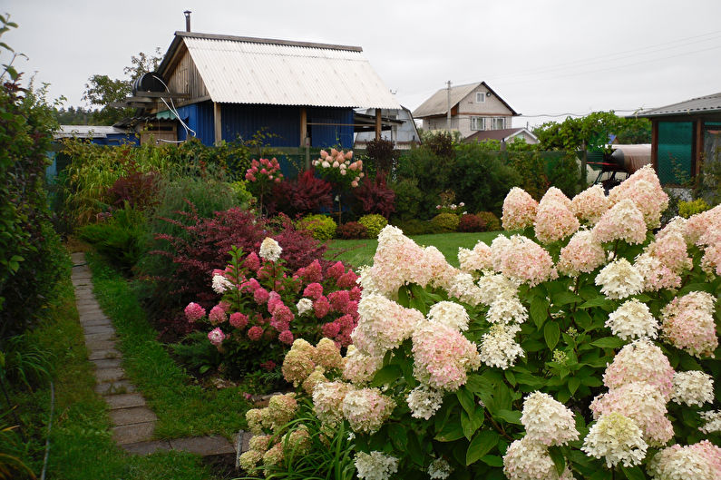 Hydrangea - photo