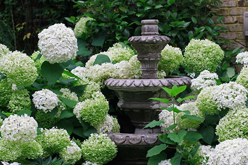 Hydrangea - photo