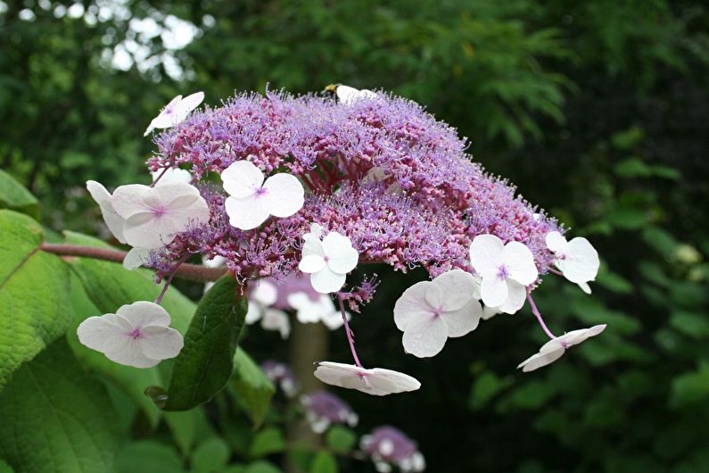 Hydrangea - photo