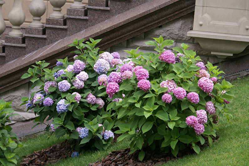 Hydrangea - photo