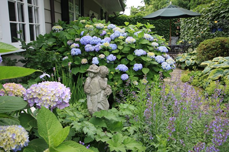 Hydrangea - photo