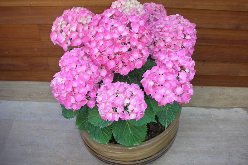 Hydrangea - photo