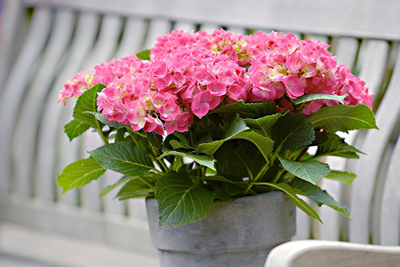 Hydrangea - photo