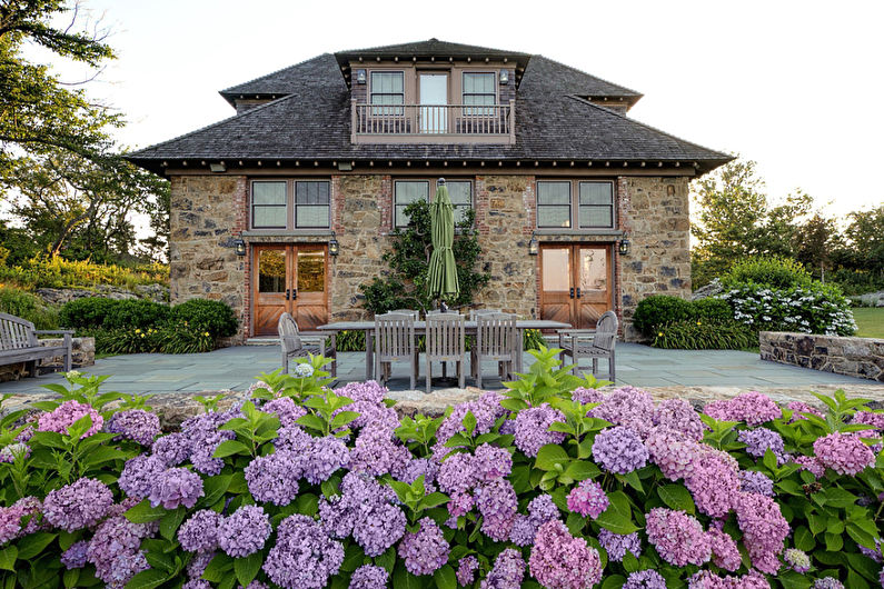 Hydrangea - photo