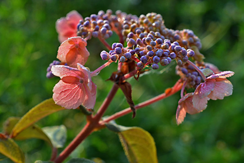 Hydrangea - photo