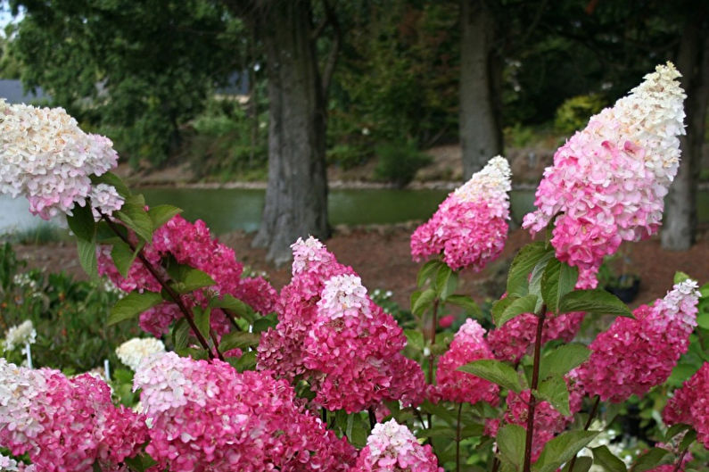 Hydrangea - photo