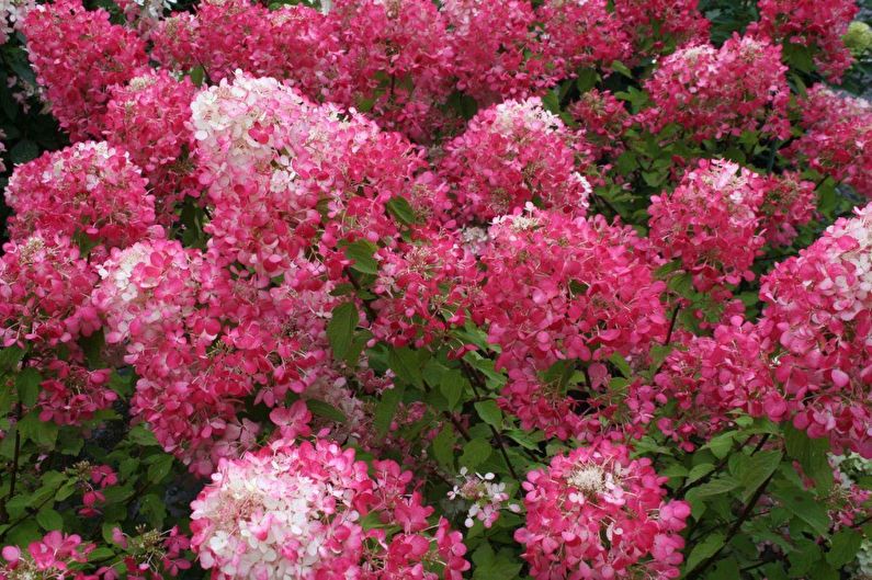 Hydrangea - photo