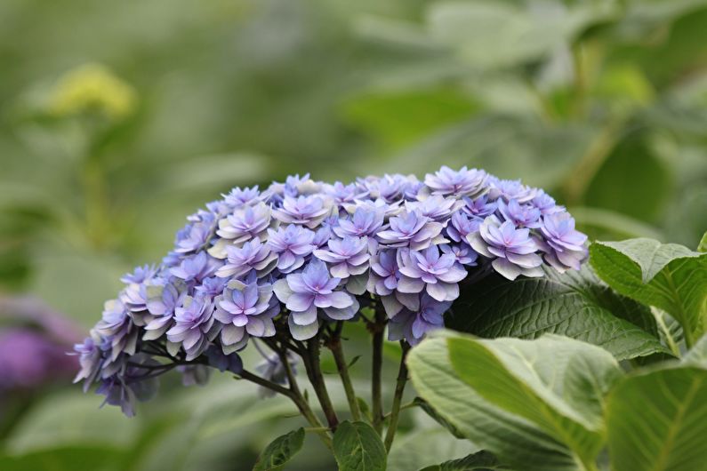 Hydrangea - photo