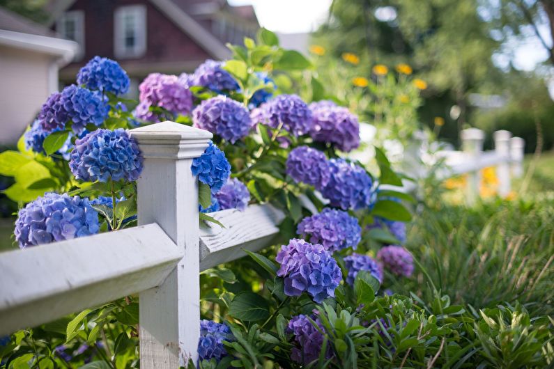 Hydrangea - photo