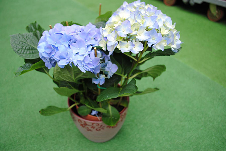 Hydrangea - photo