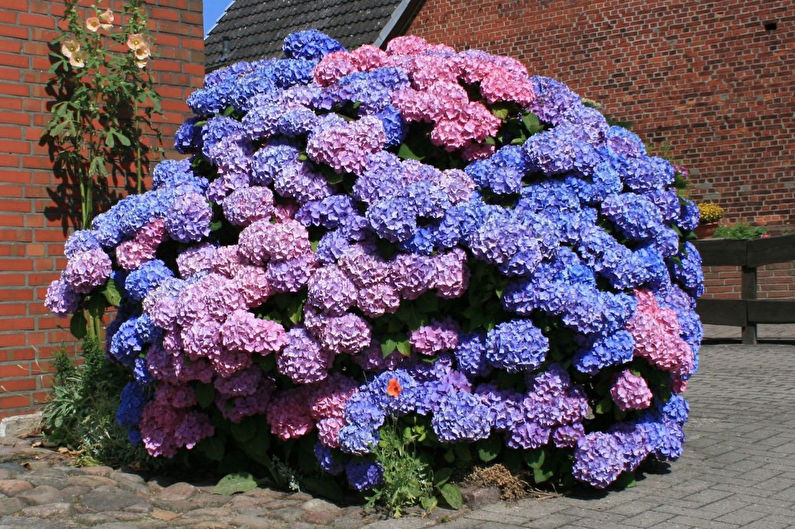 Hydrangea - photo