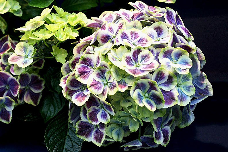 Hydrangea - photo
