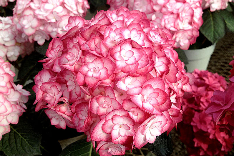 Hydrangea - photo