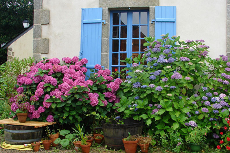 Hydrangea - photo