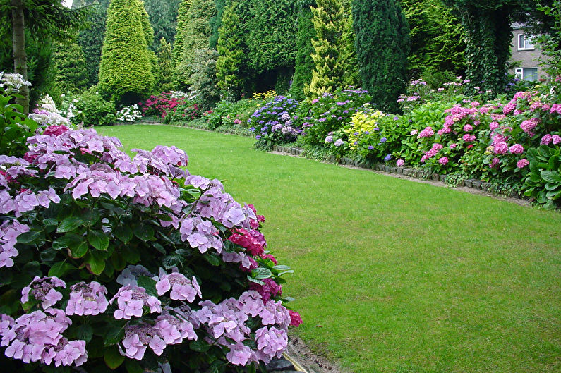 Hydrangea - photo