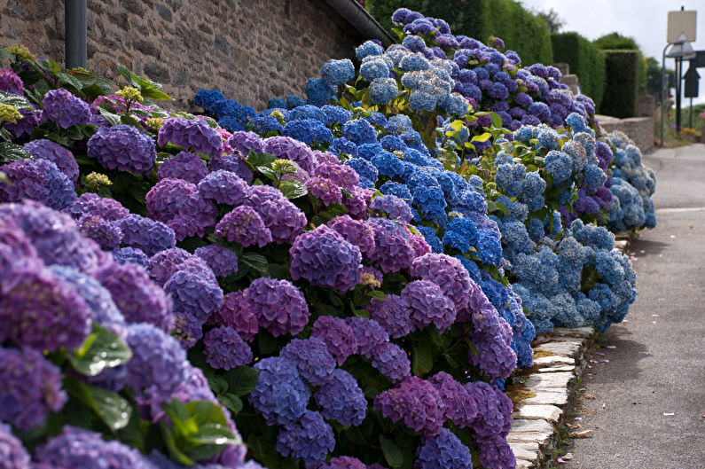 Hydrangea - photo