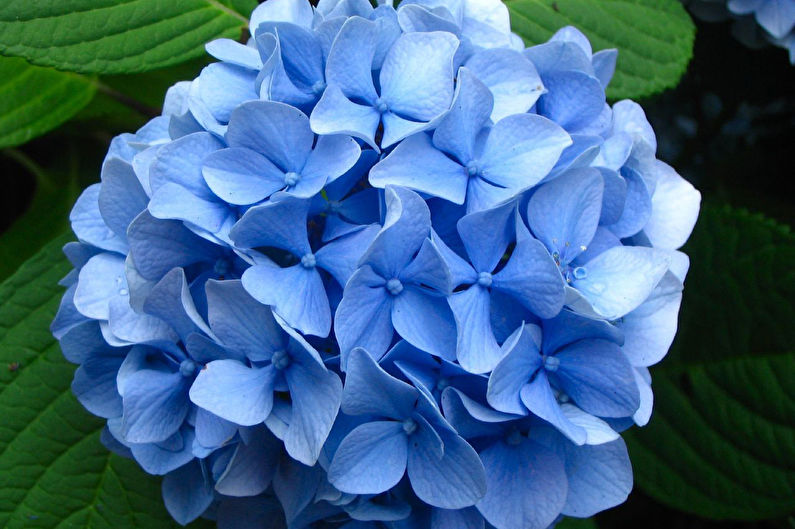 Hydrangea - photo