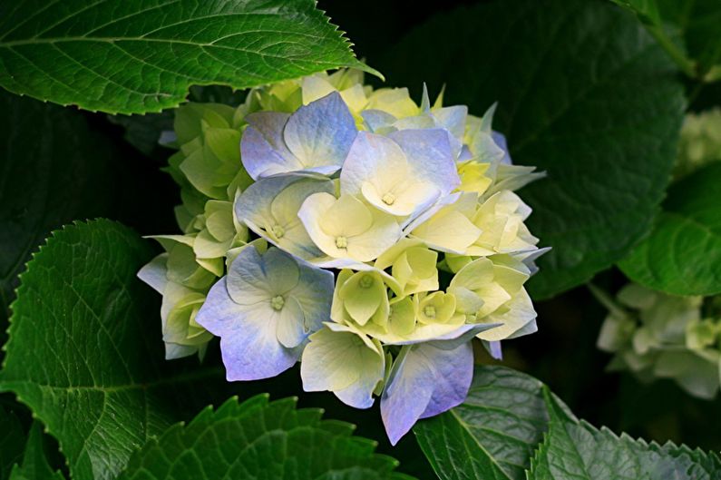 Hydrangea - photo