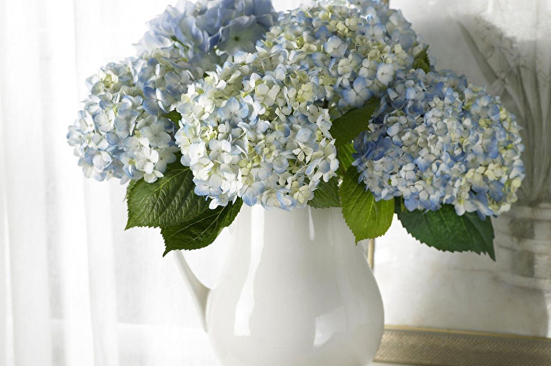 Hydrangea - photo