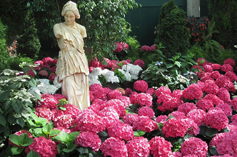 Hydrangea - photo