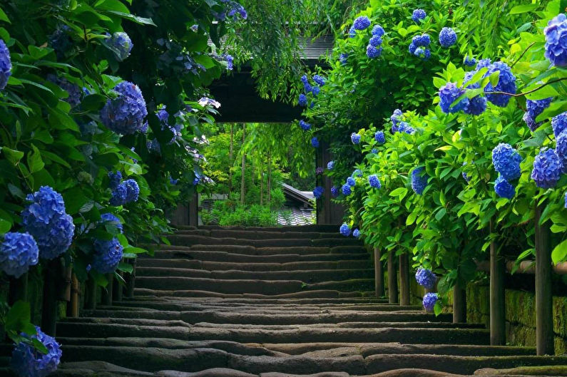 Hydrangea - photo