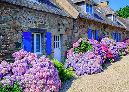 Hydrangea (70 photos): types and care