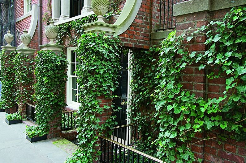 Vertical gardening in landscaping - Which plants to choose