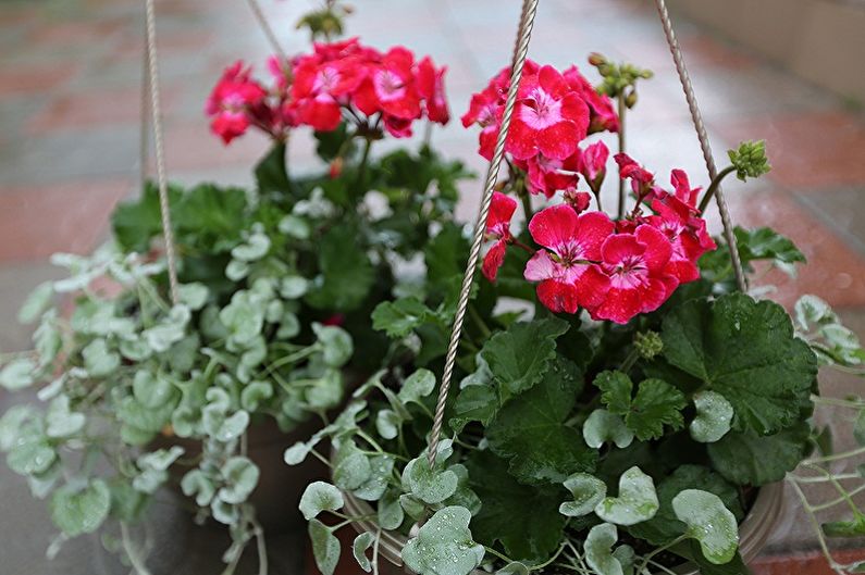 Vertical gardening in landscaping - Which plants to choose