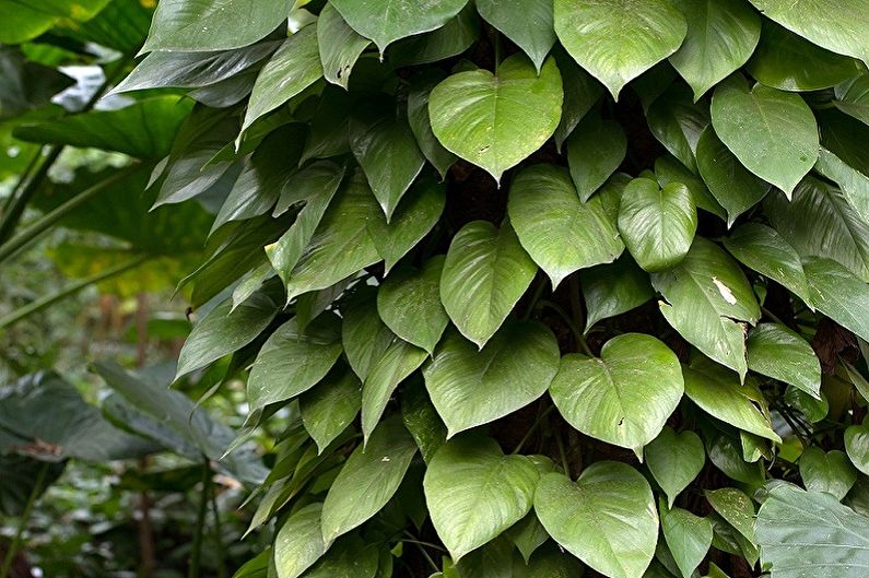 Vertical gardening in the interior - Which plants to choose for the interior