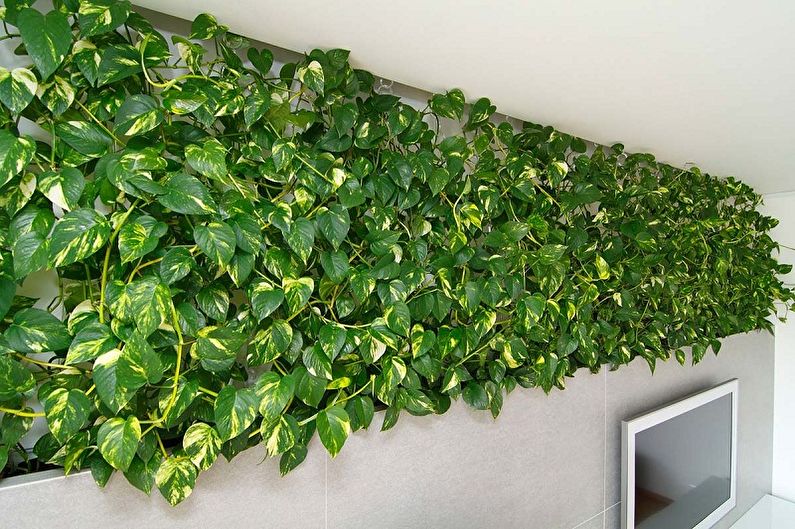 Vertical gardening in the interior - Which plants to choose for the interior